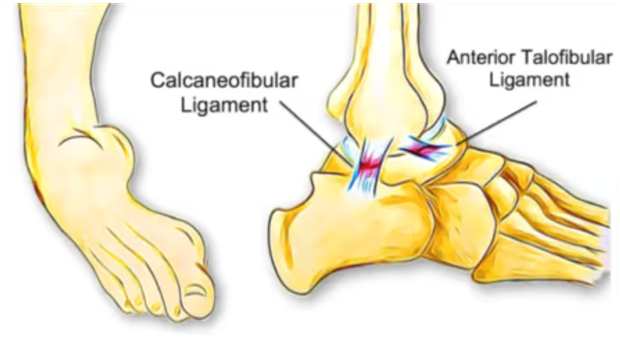 Ankle joint