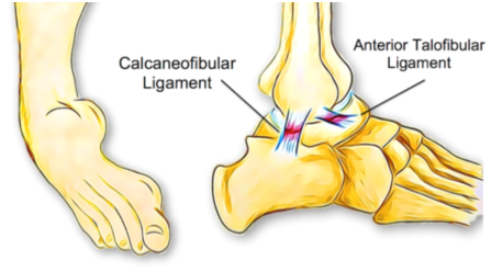 Ankle joint